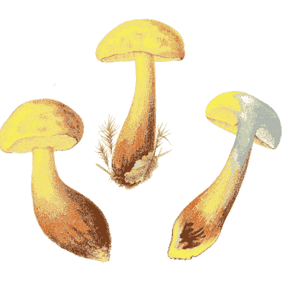 Yellow boletes - Icones Mycologicae - 1905