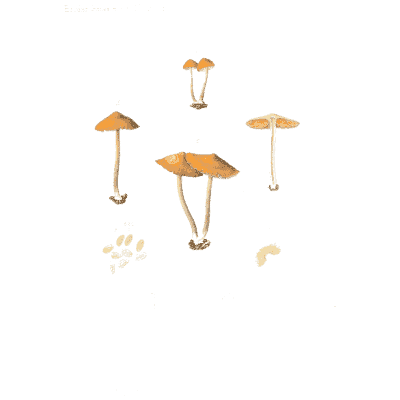 Tiny orange mushrooms 01 - Icones Mycologicae - 1905