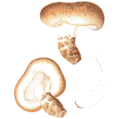 Brown cap mushrooms from above and below - Icones Mycologicae - 1905