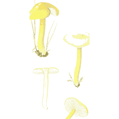 Pale yellow mushrooms - Icones Mycologicae - 1905