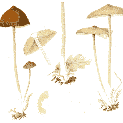 Brown bonnet mushrooms - Icones Mycologicae - 1905