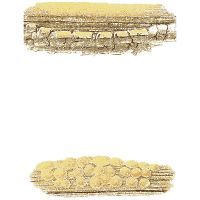 Crust fungus on wood - Icones Mycologicae - 1905