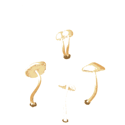 Small cream mushrooms - Icones Mycologicae - 1905