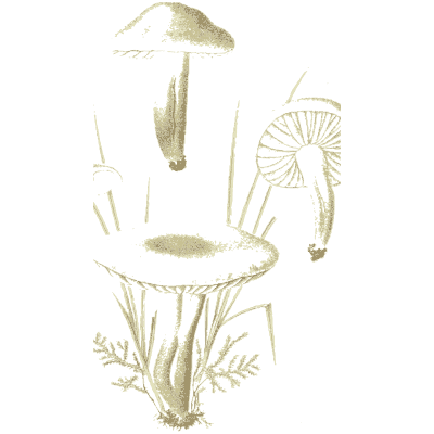 Pale mushrooms in outline - Icones Mycologicae - 1905