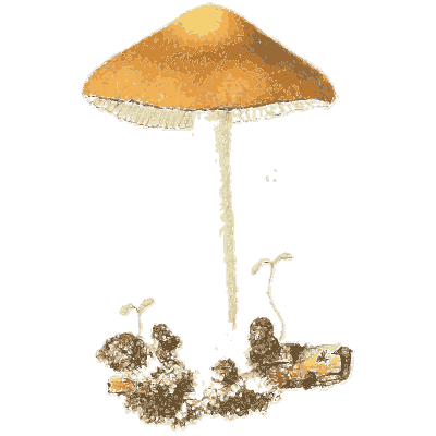 Orange conical mushroom - Icones Mycologicae - 1905