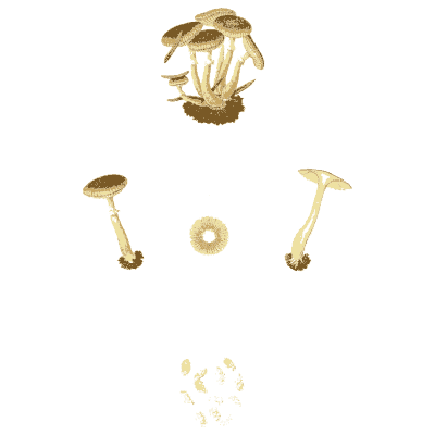 Small tufted mushrooms - Icones Mycologicae - 1905