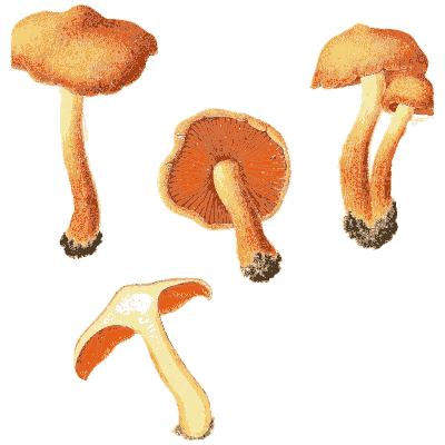 Orange funnel-capped mushrooms - Icones Mycologicae - 1905