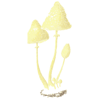 Pale conical ink caps - Icones Mycologicae - 1905