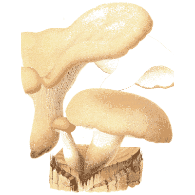 Mushrooms on a stump - Icones Mycologicae - 1905