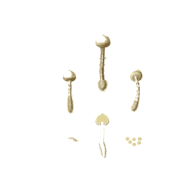Tiny pin mushrooms - Icones Mycologicae - 1905