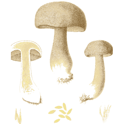 Brown-capped boletes - Icones Mycologicae - 1905