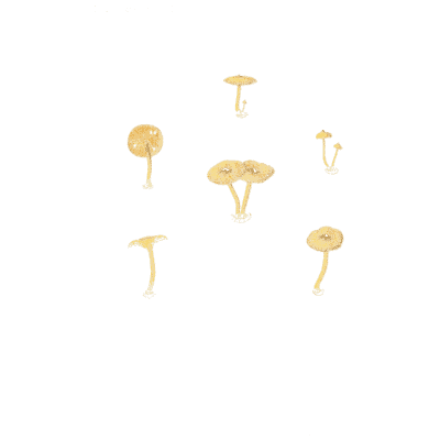Tiny orange mushrooms 02 - Icones Mycologicae - 1905