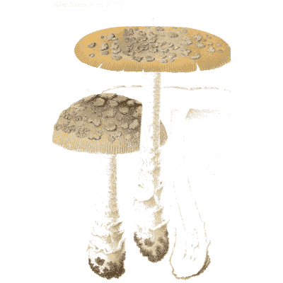 Scaly-capped amanita pair - Icones Mycologicae - 1905
