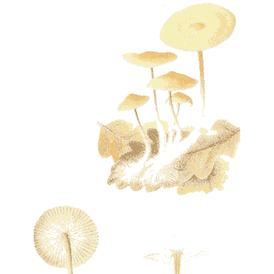 Pale mushrooms on debris - Icones Mycologicae - 1905