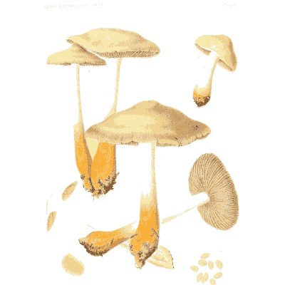 Ochre mushroom cluster - Icones Mycologicae - 1905