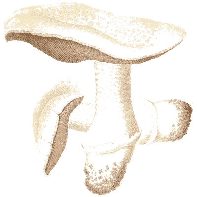 Large pale mushroom - Icones Mycologicae - 1905