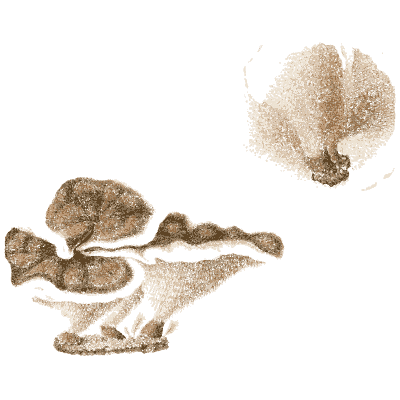 Brown bracket fungus 02 - Icones Mycologicae - 1905