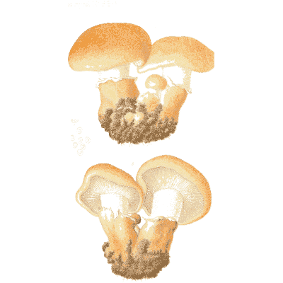 Orange tufted mushrooms - Icones Mycologicae - 1905