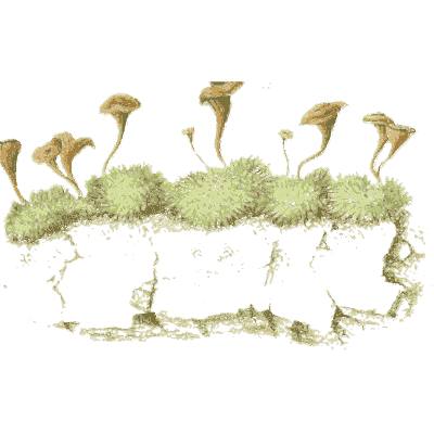Tiny fungi on moss - Icones Mycologicae - 1905