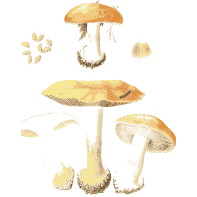 Tawny mushrooms with sections - Icones Mycologicae - 1905