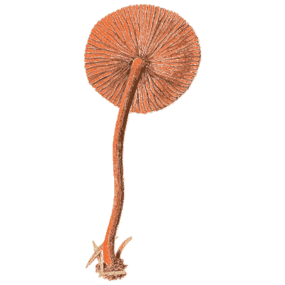 Red-gilled mushroom - Icones Mycologicae - 1905