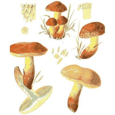 Red-brown boletes - Icones Mycologicae - 1905