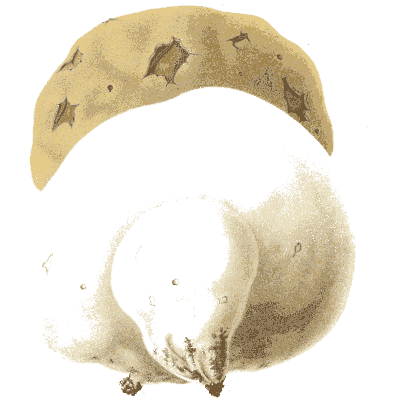 Giant puffball - Icones Mycologicae - 1905