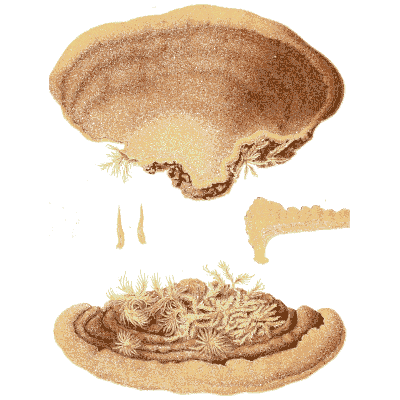 Brown bracket fungus with section - Icones Mycologicae - 1905