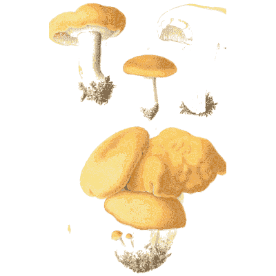 Yellow mushroom cluster - Icones Mycologicae - 1905