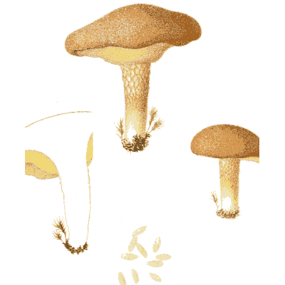Tawny mushrooms with scaly stems - Icones Mycologicae - 1905