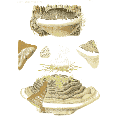 Bracket fungi and sections - Icones Mycologicae - 1905