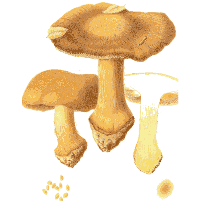 Orange-brown boletes - Icones Mycologicae - 1905