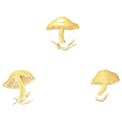 Yellow small mushrooms - Icones Mycologicae - 1905