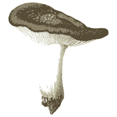 Dark-capped slender mushroom - Icones Mycologicae - 1905