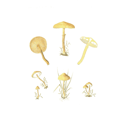 Small yellow mushrooms group - Icones Mycologicae - 1905