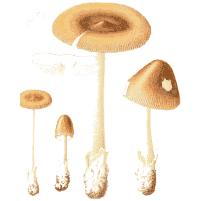 Tan mushrooms with long stems - Icones Mycologicae - 1905