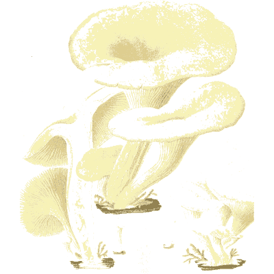Pale oyster mushroom cluster - Icones Mycologicae - 1905