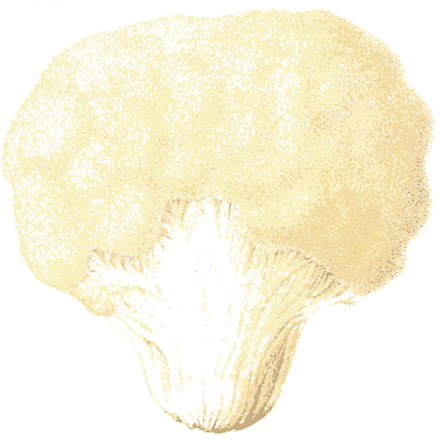 Cauliflower fungus - Icones Mycologicae - 1905