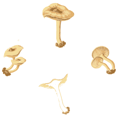 Tan funnel mushrooms - Icones Mycologicae - 1905