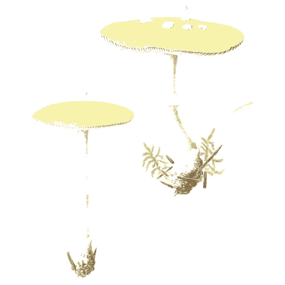Pale flat-capped mushrooms - Icones Mycologicae - 1905