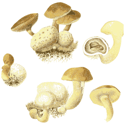 Brown mushrooms and sections - Icones Mycologicae - 1905