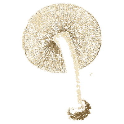 Mushroom gill view - Icones Mycologicae - 1905