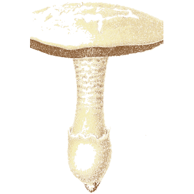 Pale ringed mushroom - Icones Mycologicae - 1905