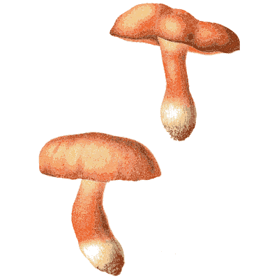 Orange-red boletes - Icones Mycologicae - 1905