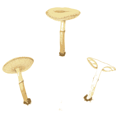 Pale long-stemmed mushrooms - Icones Mycologicae - 1905
