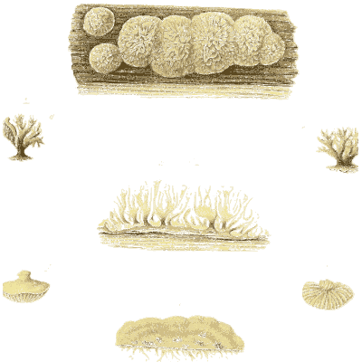 Pale fungal growths - Icones Mycologicae - 1905