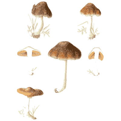 Brown bell-capped mushrooms - Icones Mycologicae - 1905