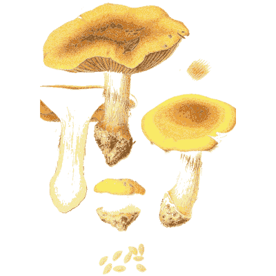 Yellow chanterelle-like mushrooms - Icones Mycologicae - 1905