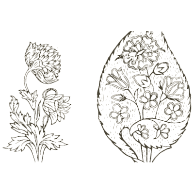 Clover flower studies - Heraldry and Floral Forms as Used in Decoration - 1922