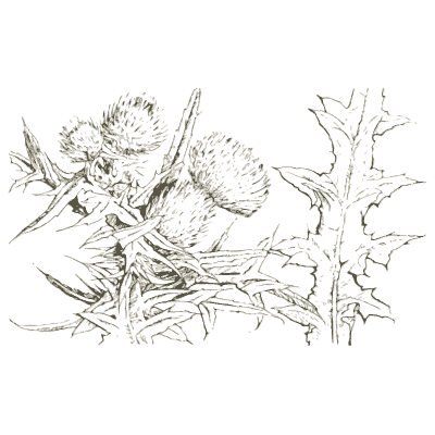 Thistle study 02 - Heraldry and Floral Forms as Used in Decoration - 1922